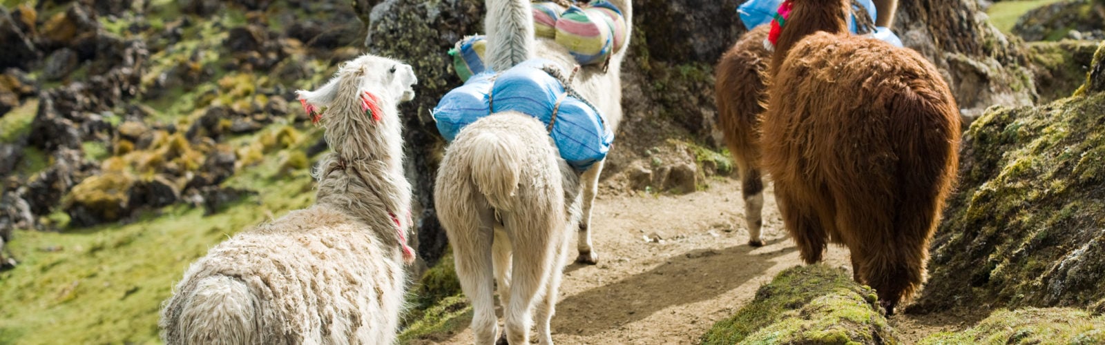 Llamas on the Inca Trail, Peru