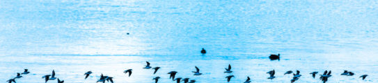 lake-titicaca-peru-birds
