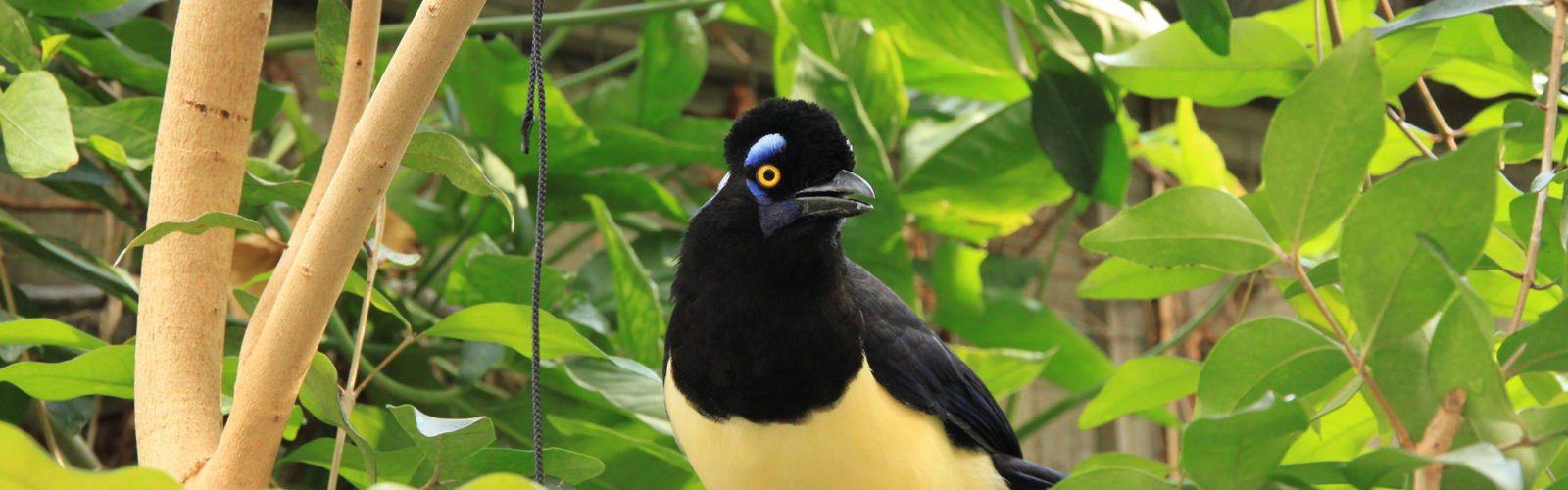 peru-amazon-bird