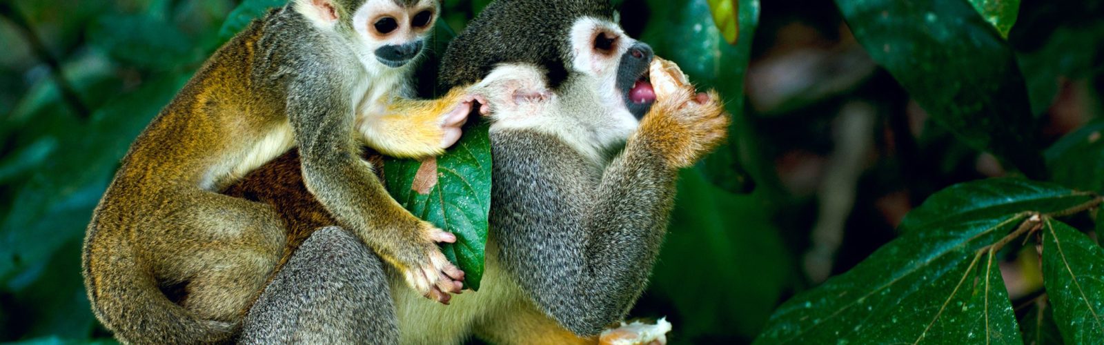 squirrel-monkey-amazon-peru