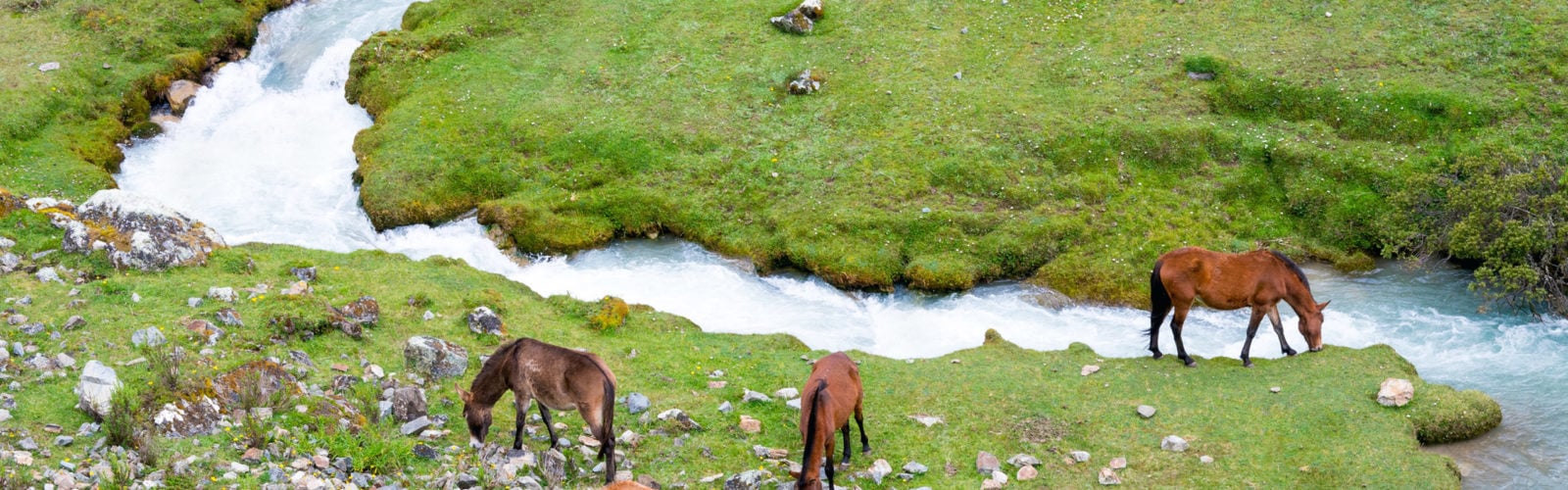 salkantay-trek-peru-horses-grazing