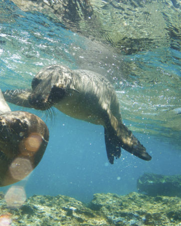 Two Galapagos Sea Lions Frolic Together Underwater