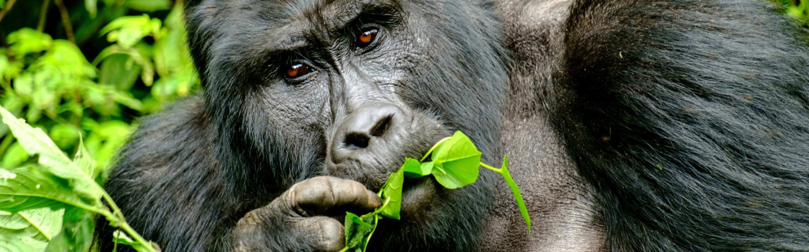 mountain-silverback-gorilla-in-bwindi-impenetrable-forest