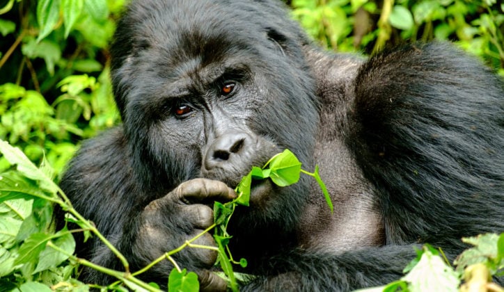 mountain-silverback-gorilla-in-bwindi-impenetrable-forest