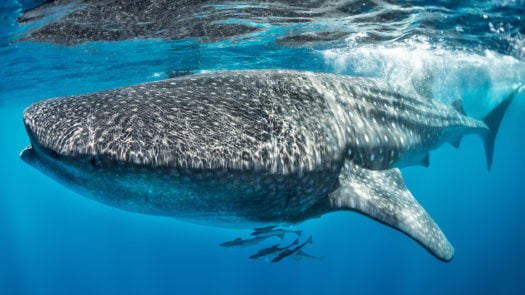 whale-shark