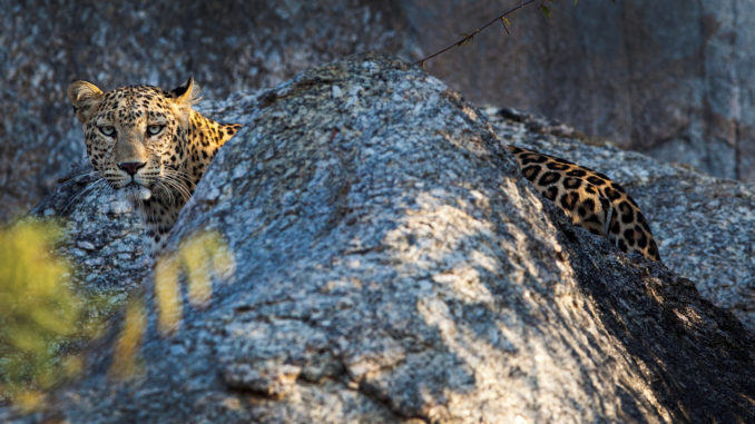 Leopard, Jawai, Rural Rajasthan, India