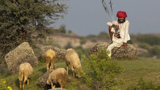Rabari Herdsman with sheep, Rajasthan, India