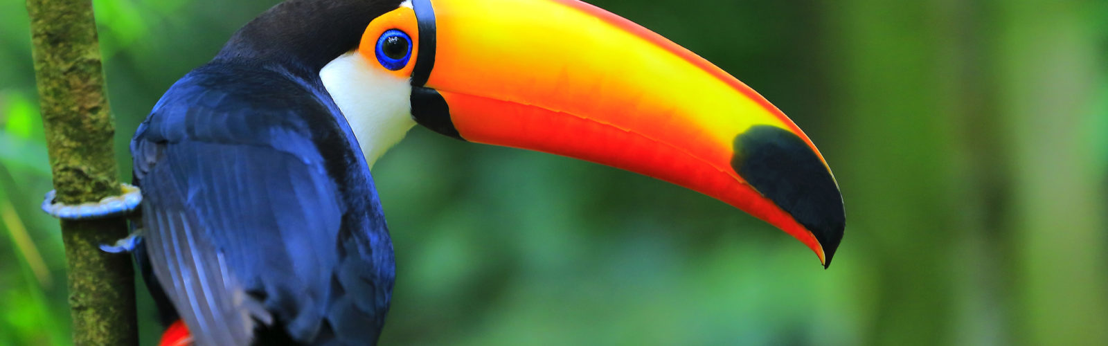 latin-america-toucan