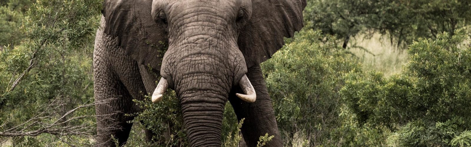 Bull Elephant, Sabi Sands, South Africa