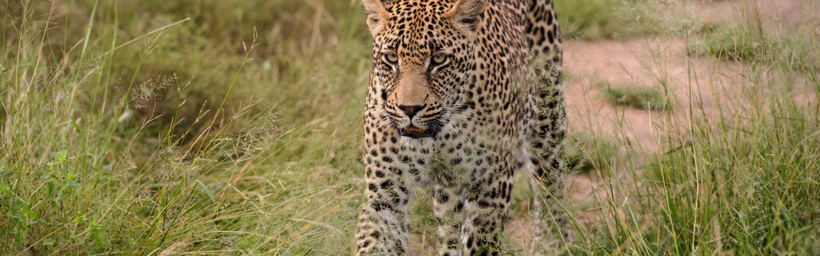 leopard-sabi-sands-south-africa
