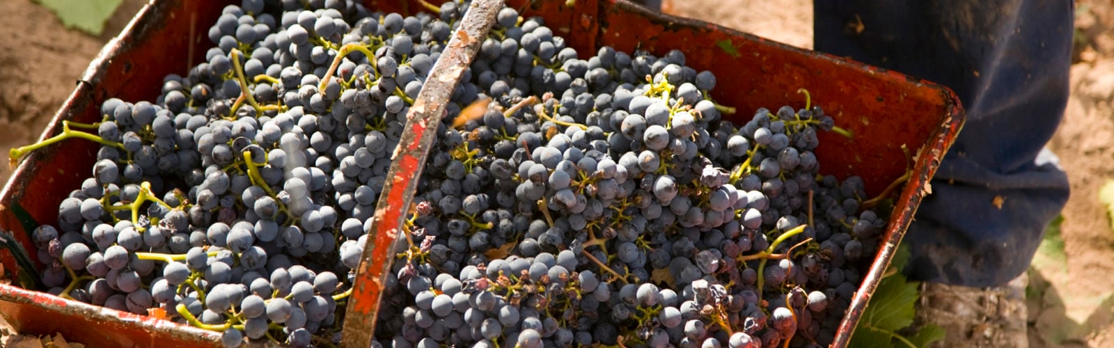 Basket of grapes in Mendoza, Argentina