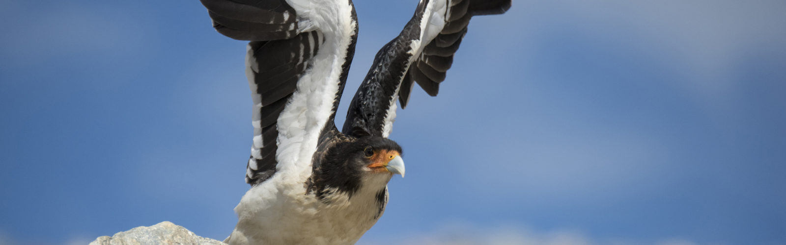 patagonia-bird