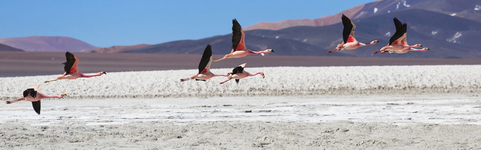 puna-desert-argentina-flamingos
