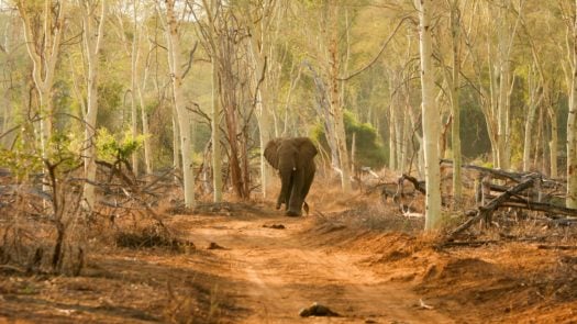 elephants-kruger-national-park