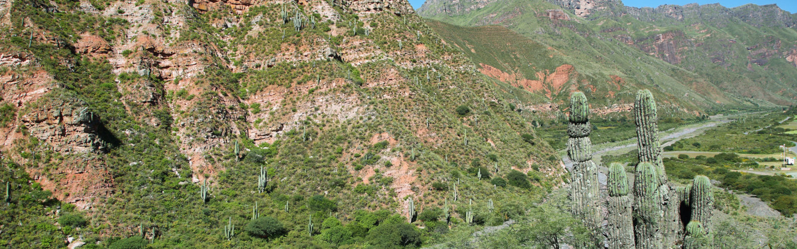 calchaqui-cactus-landscape