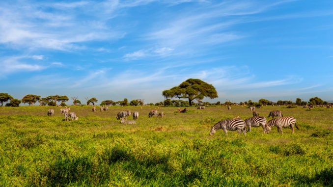 zebra-acacia-tress-maasai-mara-kenya