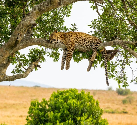 Leopard resting after eating