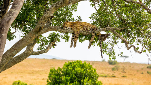 Leopard resting after eating