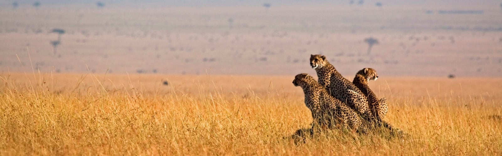three-cheetah-maasai-mara-kenya