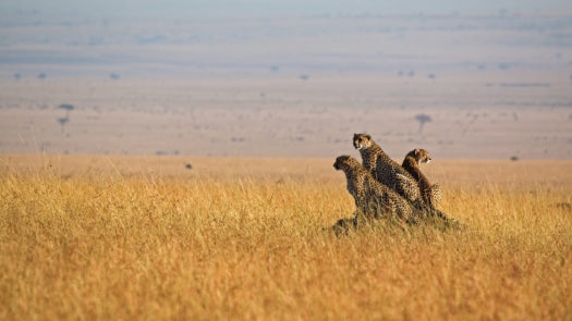 three-cheetah-maasai-mara-kenya