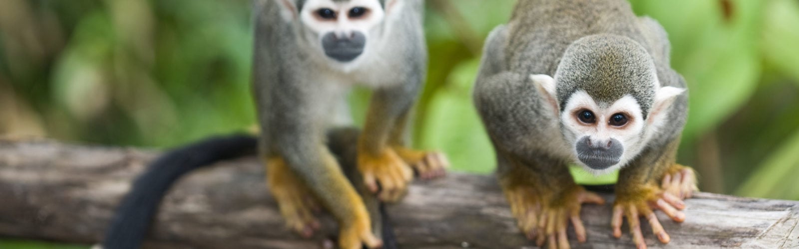 Squirrel Monkeys Amazon Ecuador