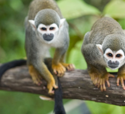 Squirrel Monkeys Amazon Ecuador