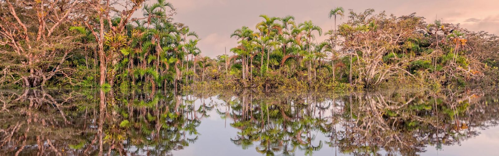vegetation-amazon-ecuador