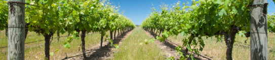 margaret-river-vineyard