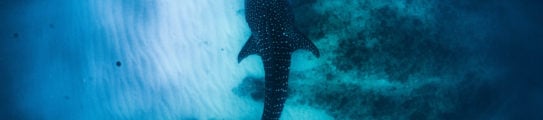 Whale Shark in Ningaloo Reef