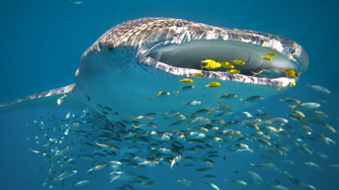 whale-shark-swimming-ningaloo-reef-australia