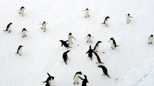 Penguins aerial view, Antarctica