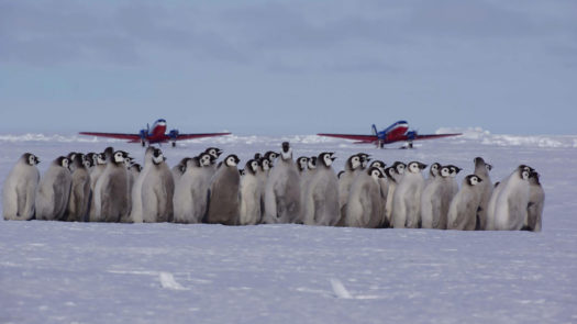 Penguin Spotting Whichaway Camp White Desert Antarctica