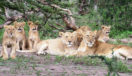 Lions Tanzania