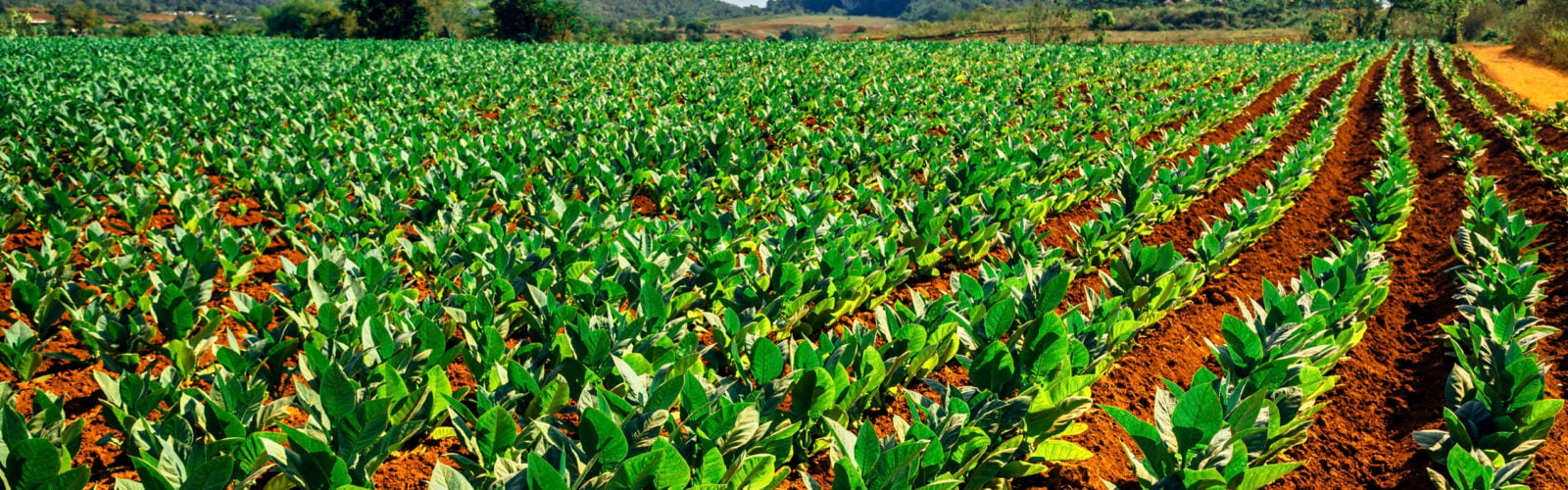 Tobacco fields in Vinales, Cuba