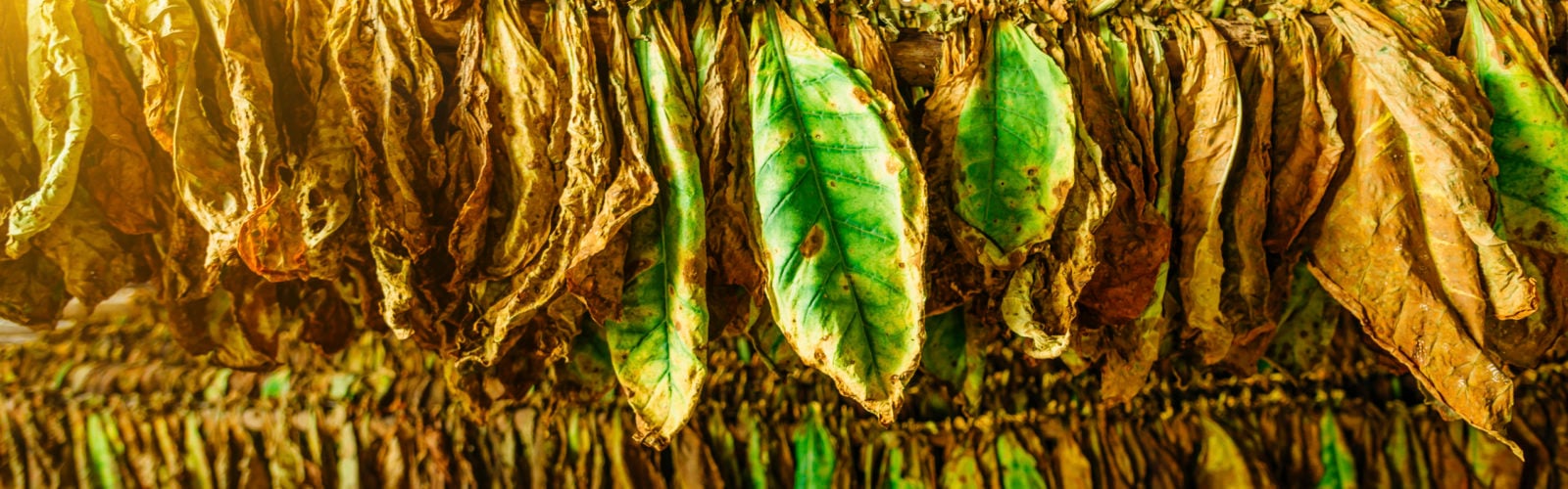 Tobacco leaves drying in the shed, Cuba
