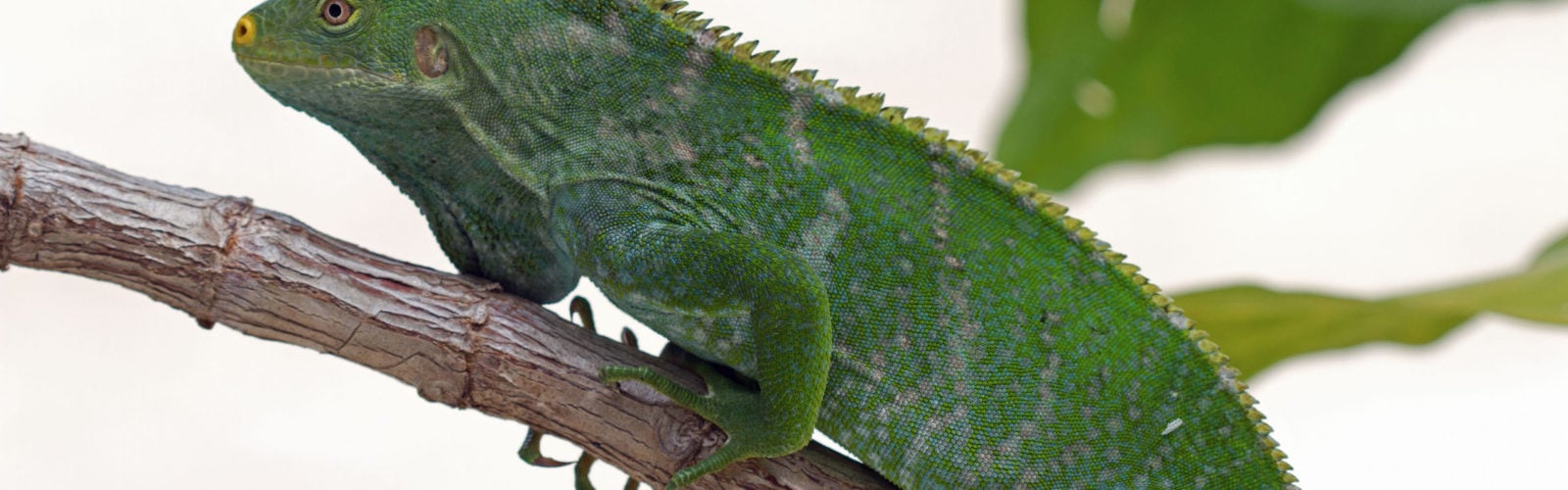 Fijian Iguana