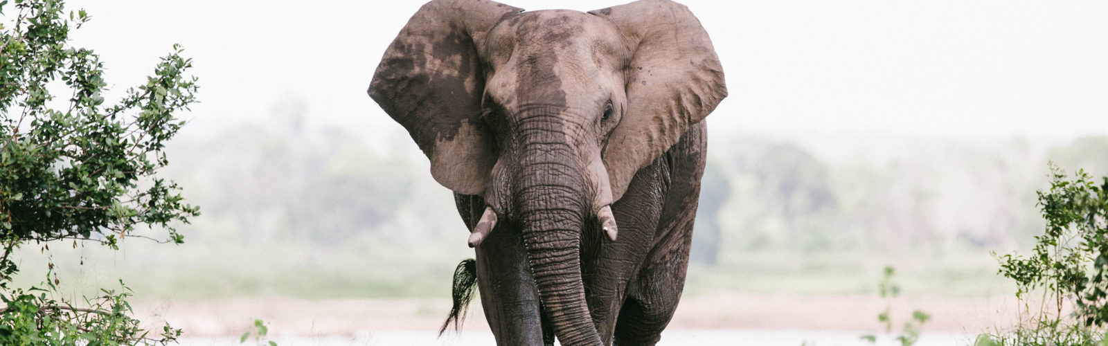 elephant-chilo-gorge-gonarezhou-zimbabwe