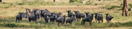 wildebeest-gonarezhou-zimbabwe