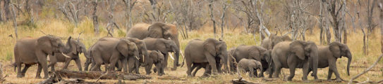 elephants-malilangwe-reserve-zimbabwe