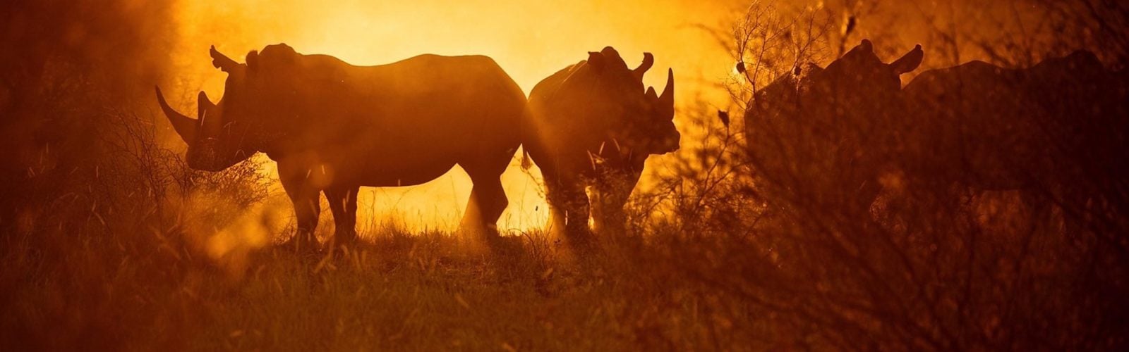 Rhinos-Malilangwe-Wildlife-Reserve-Zimbabwe