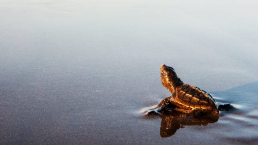 newly hatched turtle enters ocean