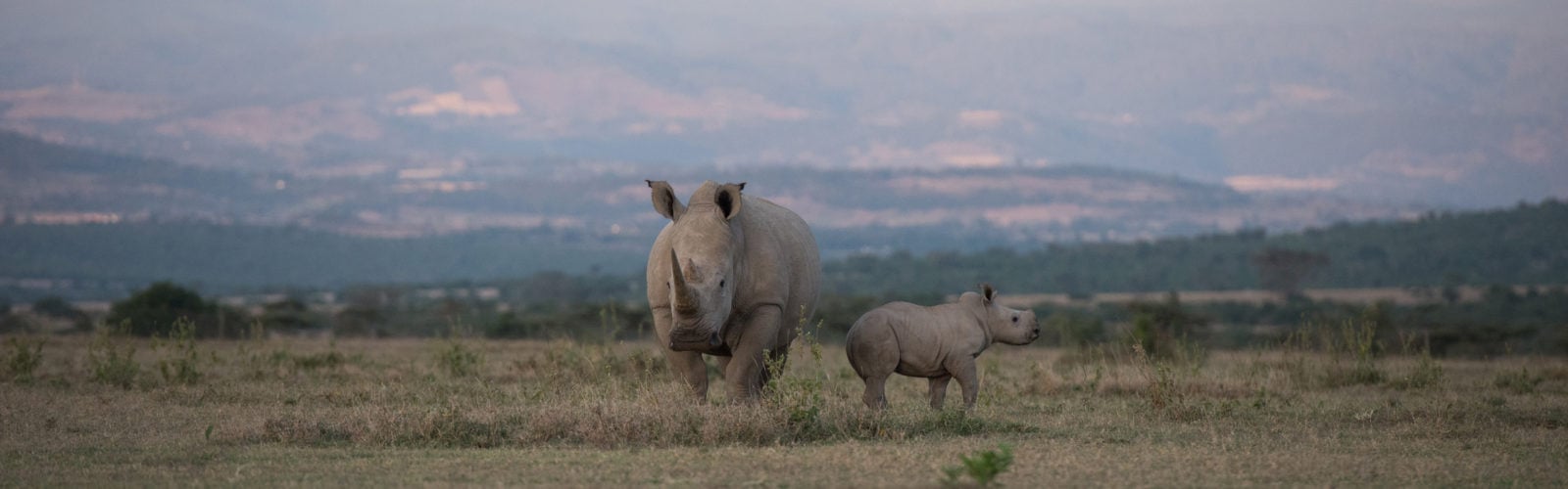 rhinos-solio-private-reserve