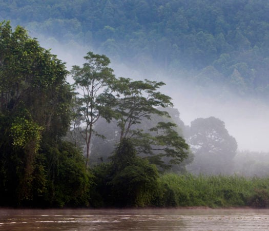 Kinabatangan River, Sabah. Borneo, Malaysia.
