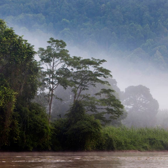 Kinabatangan River, Sabah. Borneo, Malaysia.