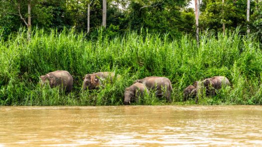 Herd Of Borneo Pygmy Elephant grazing along the riverbank.