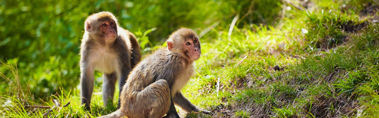 Rhesus macaques in India
