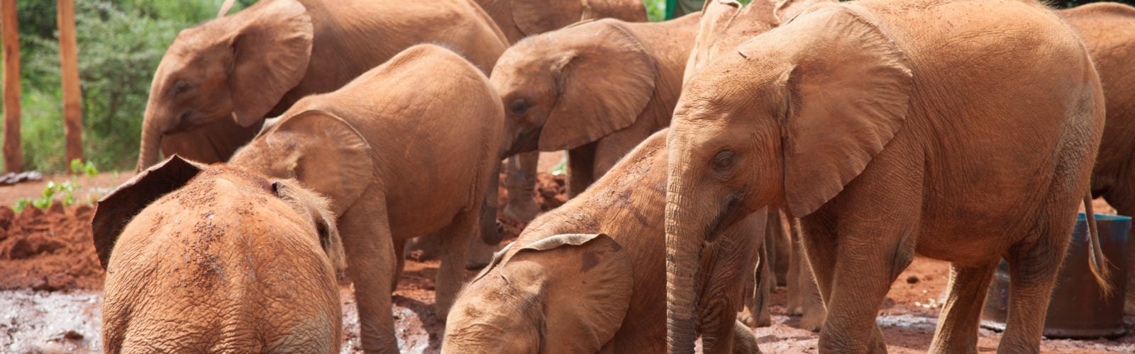 david-sheldrick-elephants-wildlife-trust-kenya
