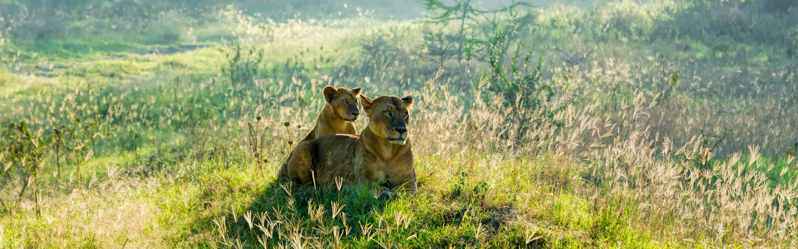 Lioness and her calf, near Lake Nakuru, Kenya
