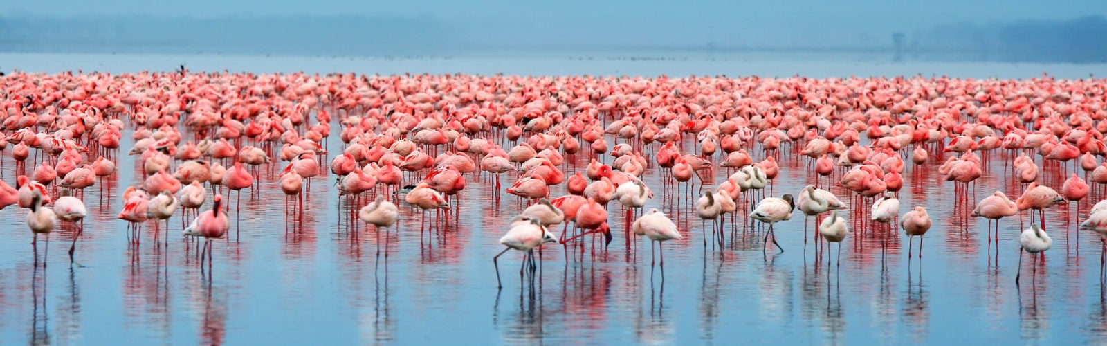 Flock of flamingos in Kenya's Lake Nakuru