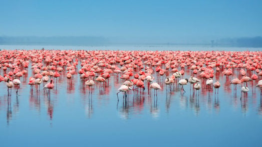 Flock of flamingos in Kenya's Lake Nakuru